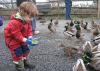 A boy feeding ducks